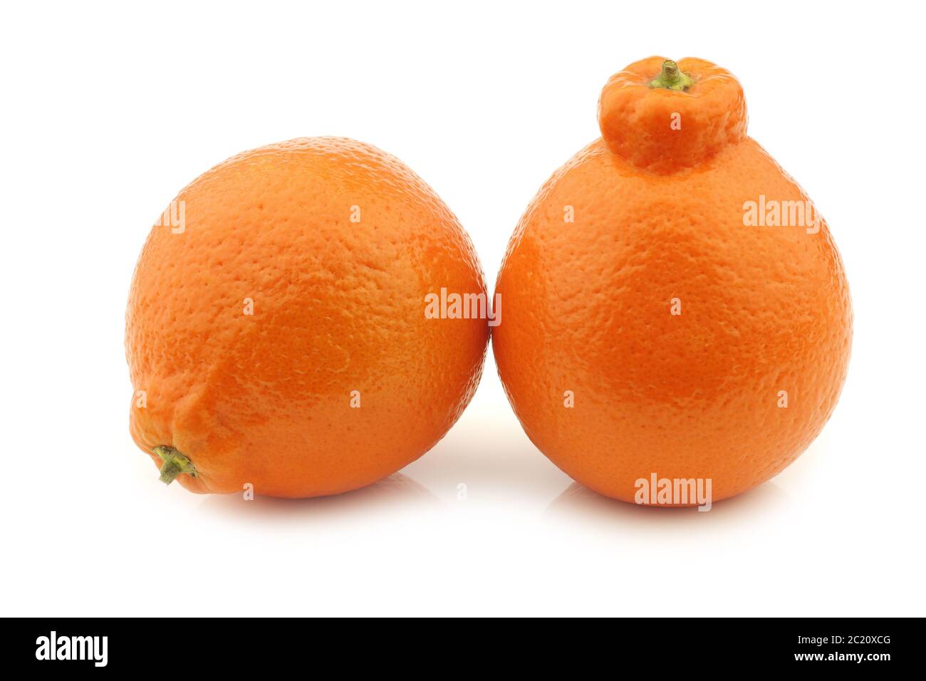 deux minneola's frais sur fond blanc Banque D'Images