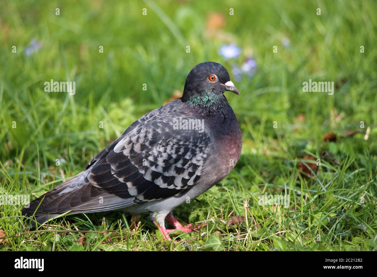 Pigeon de la ville Columba livia domestica sur pré de printemps Banque D'Images