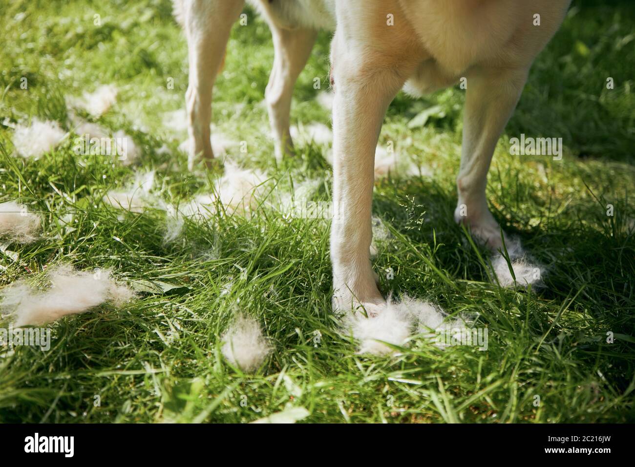 Soins de routine pour chiens. Chute de fourrure sur l'herbe pendant le brossage. Banque D'Images
