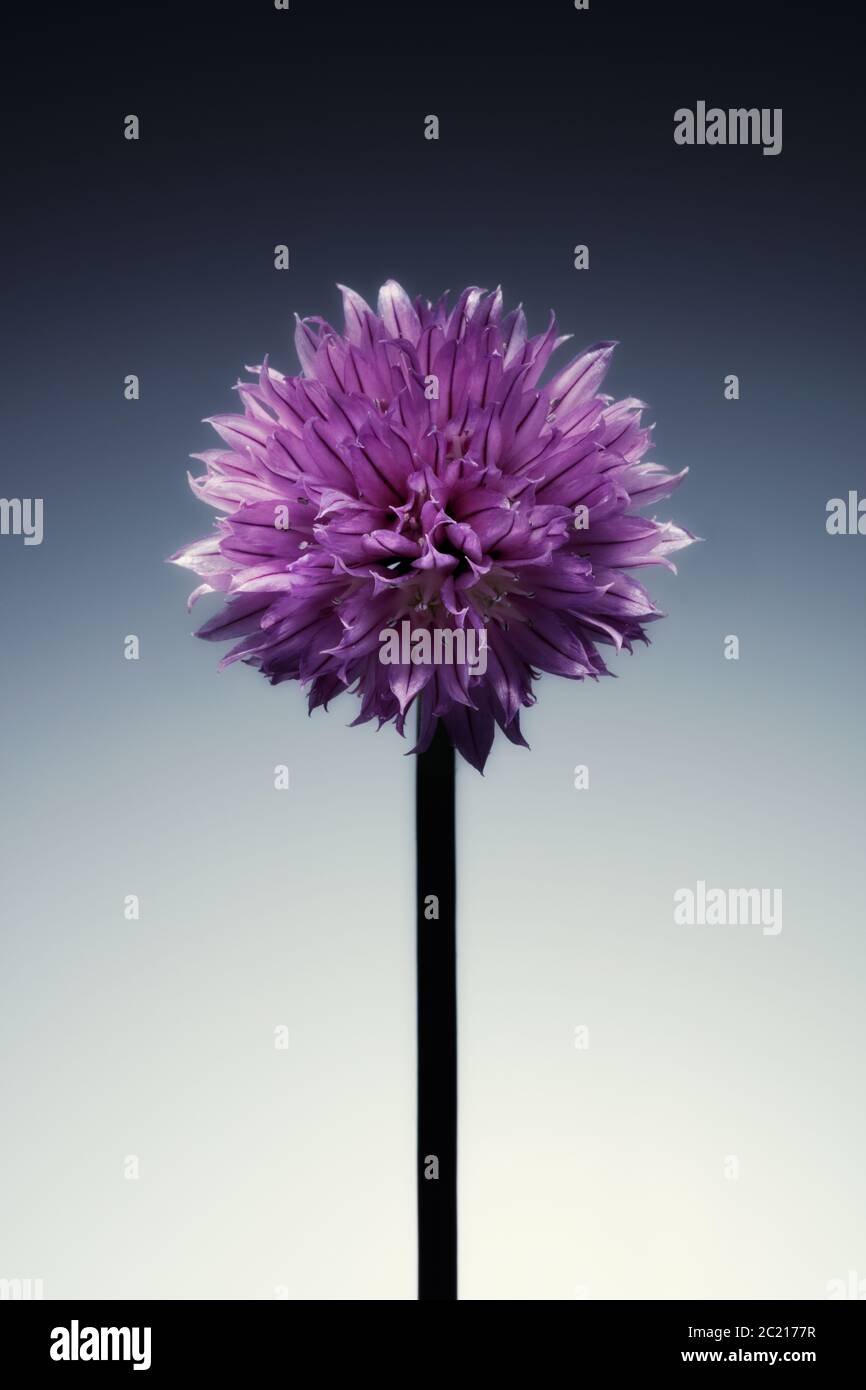 Image studio d'une plante de ciboulette à fleurs, sur un fond dégradé et teinté Banque D'Images
