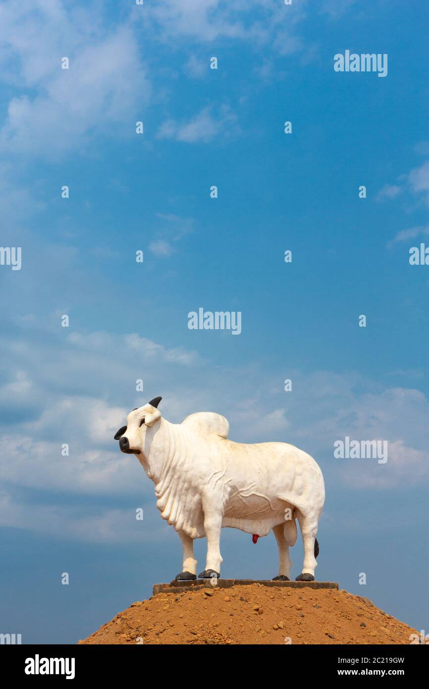 Statue de bétail de ferme lors d'une journée d'été ensoleillée dans la forêt amazonienne, Brésil. Concept d'agriculture, environnement, écologie, agro-industrie, déforestation Banque D'Images