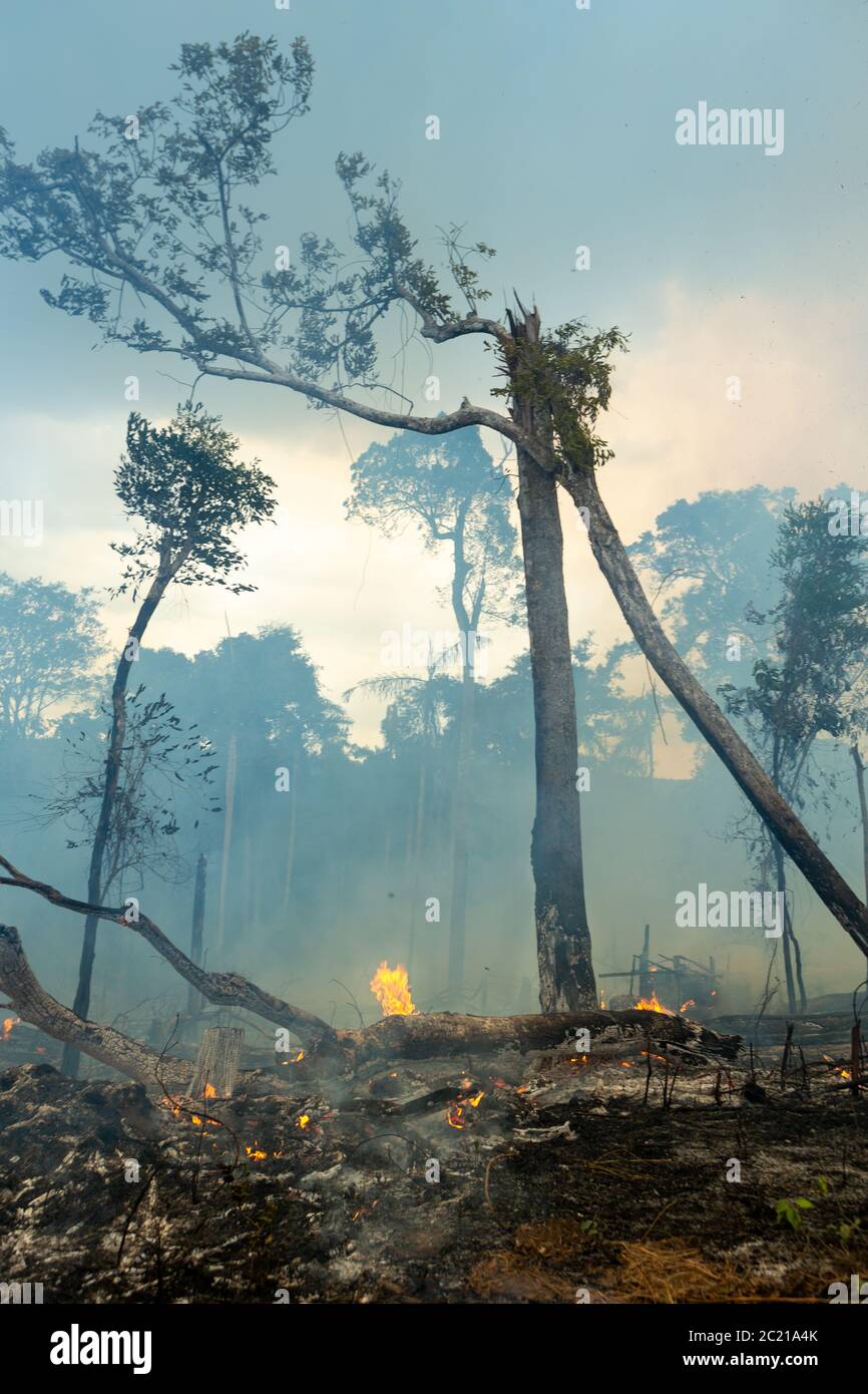 Arbres en feu avec de la fumée dans la déforestation illégale dans la forêt amazonienne à ouvrir la zone pour l'agriculture. Concept de co2, environnement, écologie, climat Banque D'Images