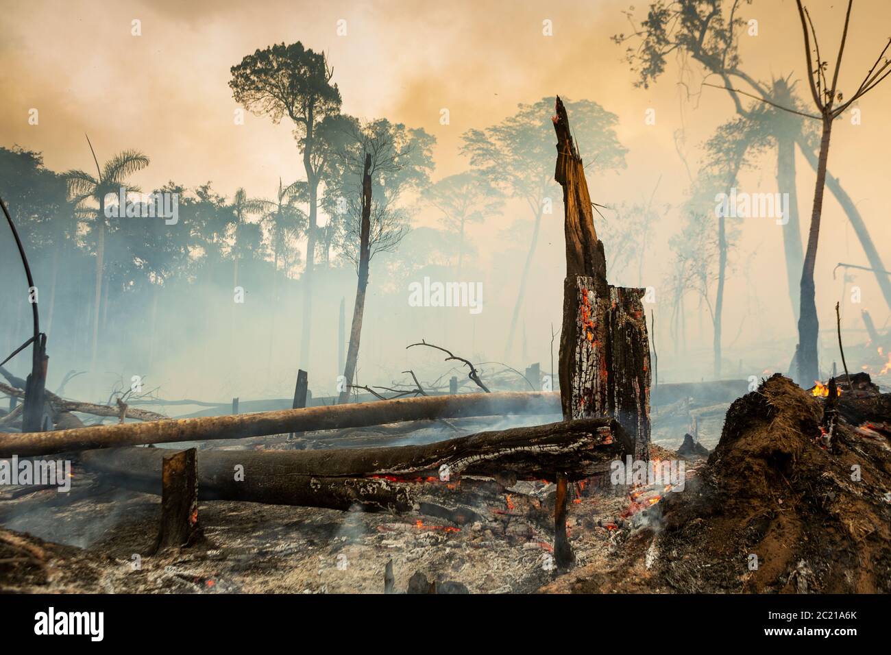 Arbres en feu avec de la fumée dans la déforestation illégale dans la forêt amazonienne à ouvrir la zone pour l'agriculture. Concept de co2, environnement, écologie, climat Banque D'Images