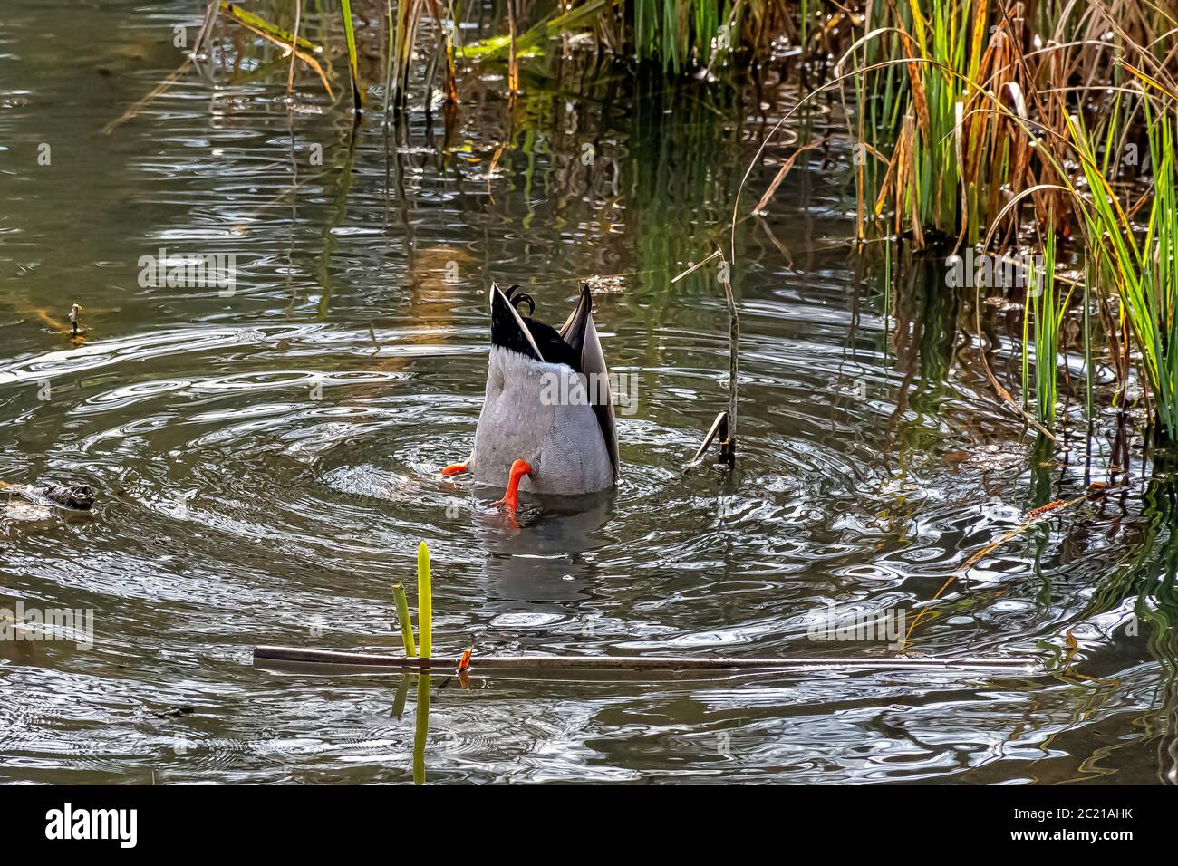 Mallard - canard sauvage qui joue à cache et cherche à Octagon Lake - Stowe, Buckinghamshire, Royaume-Uni Banque D'Images