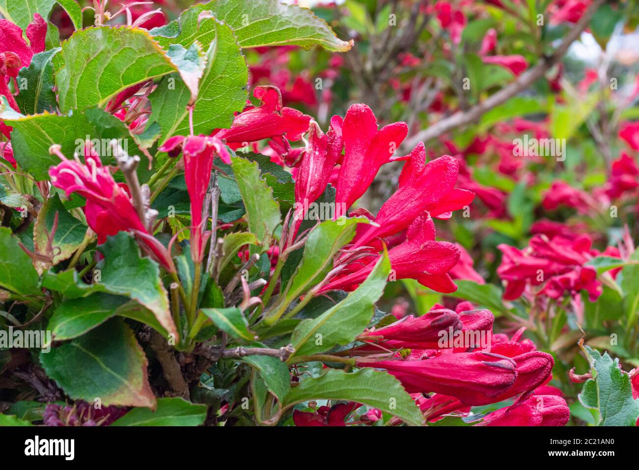 Red Weigela floride fleurs de jardin des plantes à fleurs Lobelia Banque D'Images