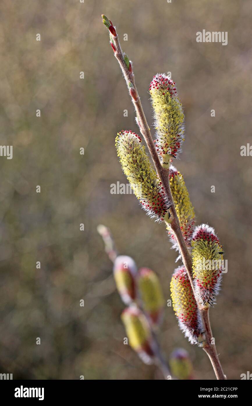 Chatons De Saule A Fleurs Photo Stock Alamy