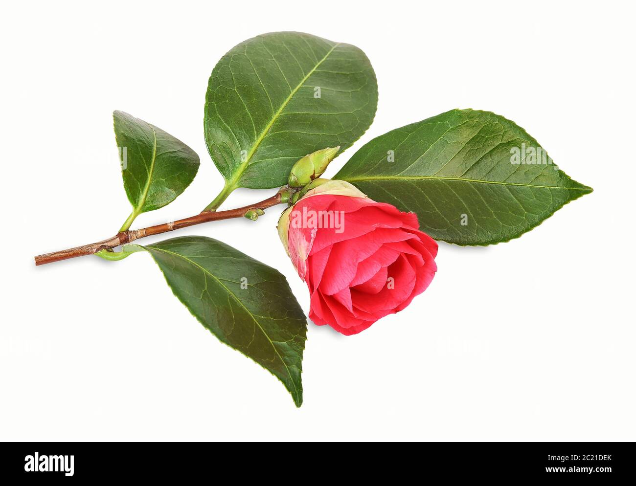 Camélia japonais Banque D'Images