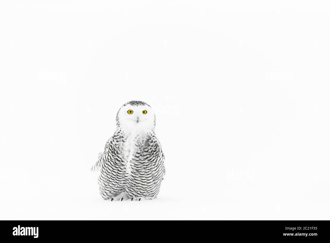 Hibou des neiges (Bubo scandiacus) dans la neige, Ontario, Canada Banque D'Images