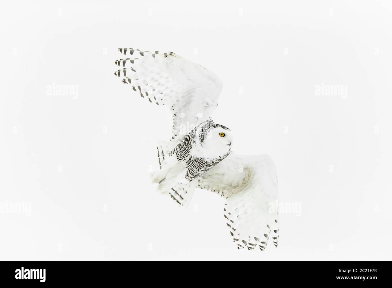 Hibou des neiges (Bubo scandiacus) dans la neige, Ontario, Canada Banque D'Images