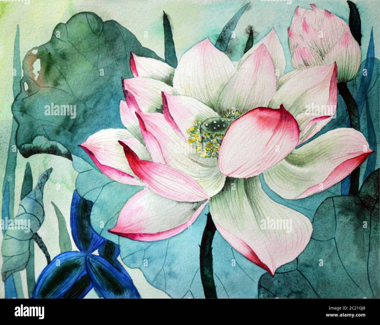 Fleur de Lotus et graine de gousse. Illustration aquarelle sur fond blanc Banque D'Images