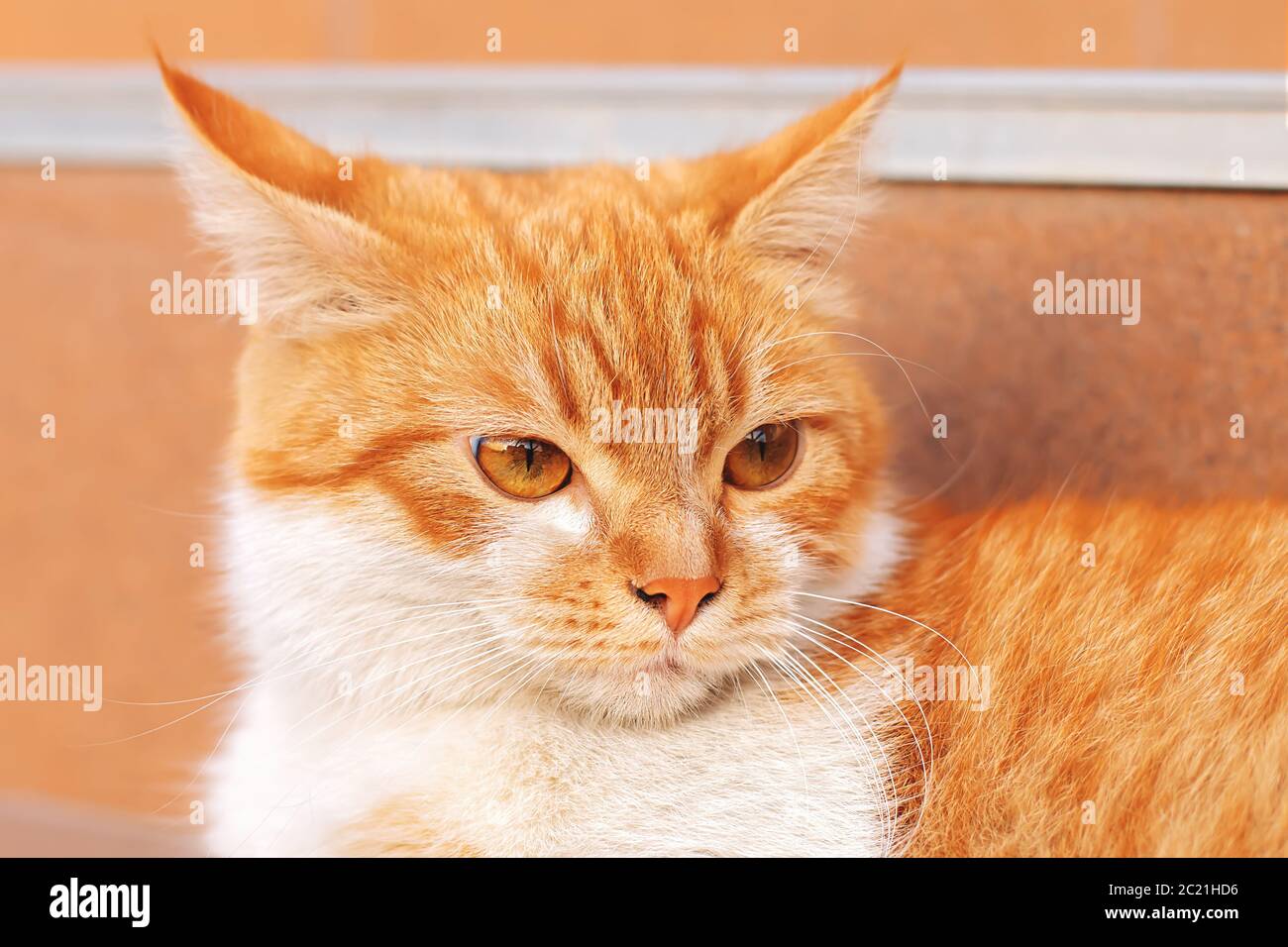 Gros plan sur le visage d'un chat sans domicile rouge à l'extérieur, avec une faible profondeur de champ sur les marches et pressé ses oreilles de l'irritation et du mécontentement. Banque D'Images