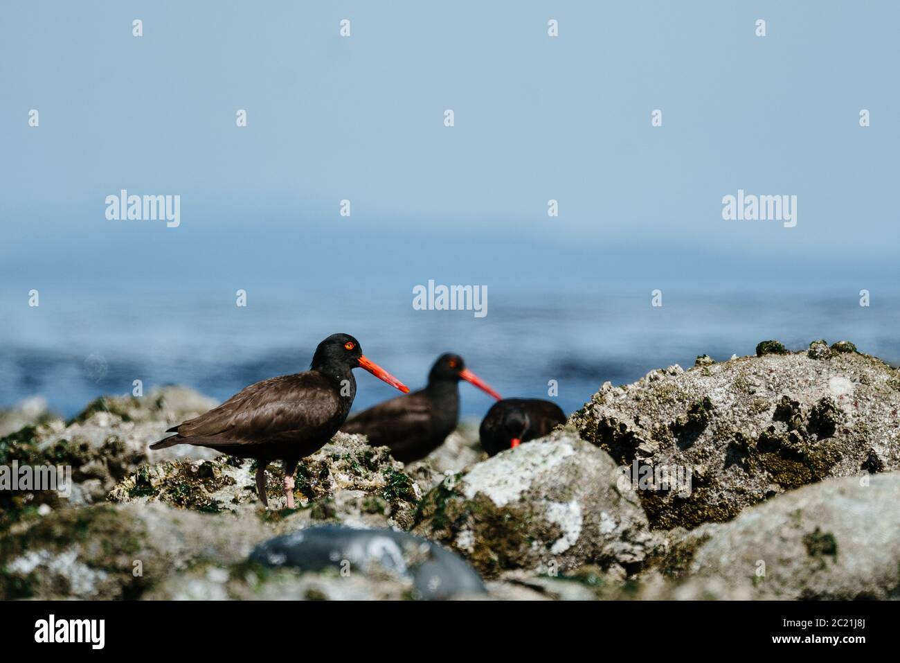 Un petit groupe d'huîtres noires sur une plage rocheuse Sur Puget Sound Banque D'Images
