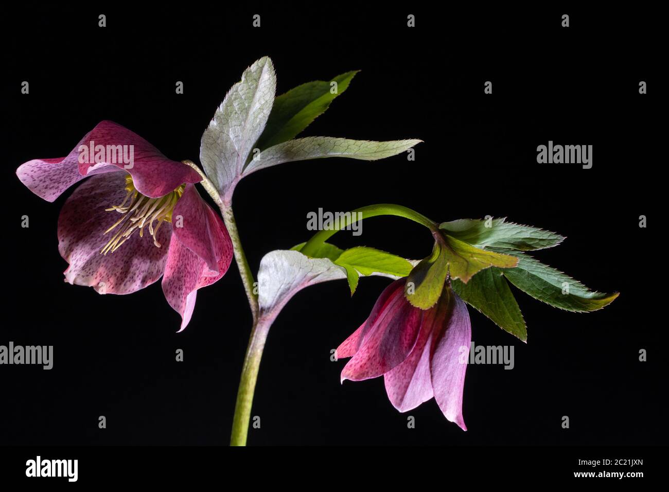 Christrose Lenzrose Rouge Lady-Helleborus orientalis Banque D'Images