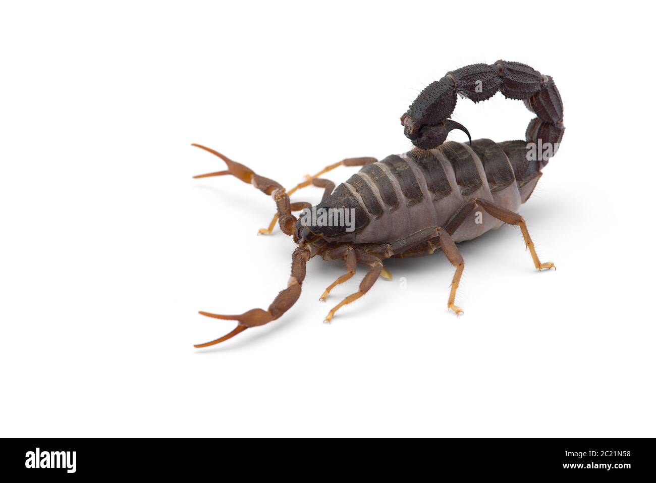 Vue sur le dessus du scorpion jaune mortel dangereux isolée sur fond blanc Banque D'Images