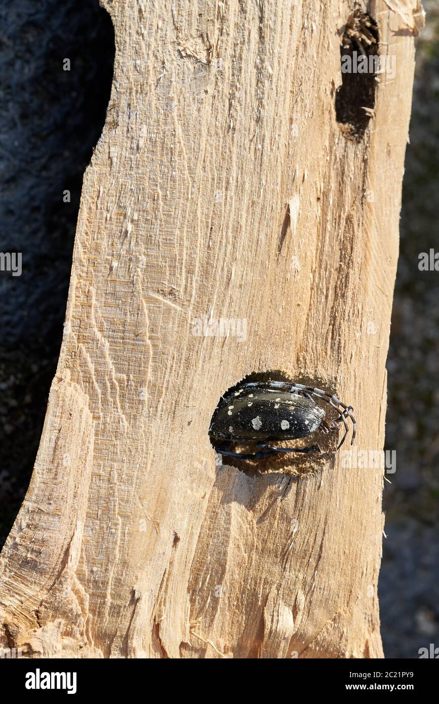 Le longicorne asiatique (Anoplophora glabripennis) est bloqué dans le bois d'un arbre d'érable Banque D'Images