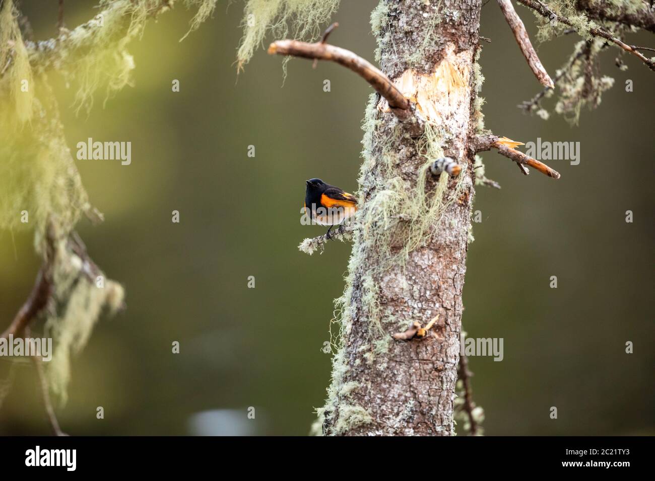 Oiseau de redstart américain dans la forêt Banque D'Images