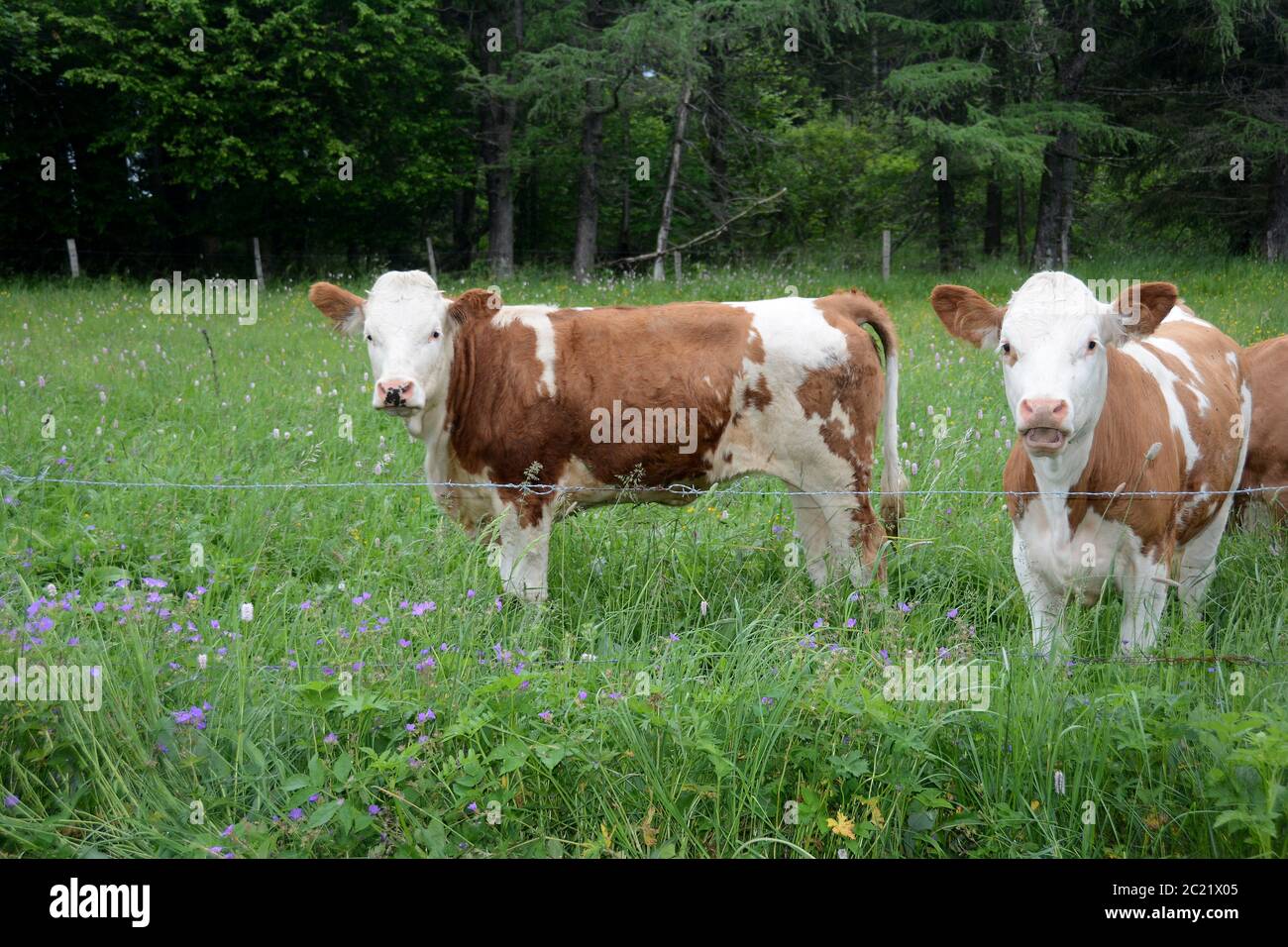 Les vaches brunes et blanches se tiennent à l'extérieur sur un pâturage vert Banque D'Images