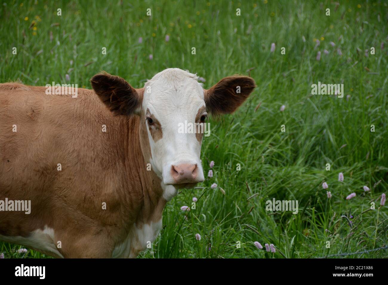 Une vache du côté se tient sur le pâturage vert, avec un espace de copie Banque D'Images