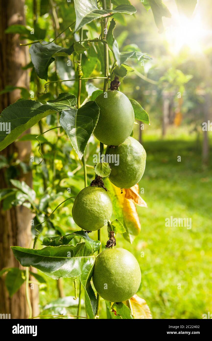 Passion fruit tree Banque de photographies et d’images à haute résolution Alamy