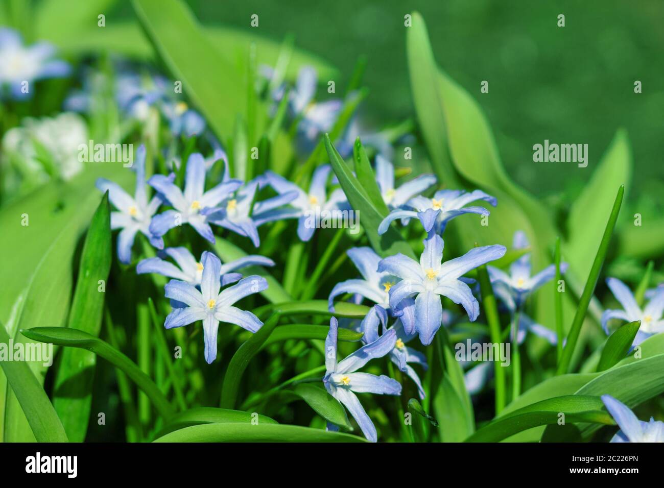 Fleurs de printemps bleues dans l'herbe verte. snowdrop. serre. Banque D'Images