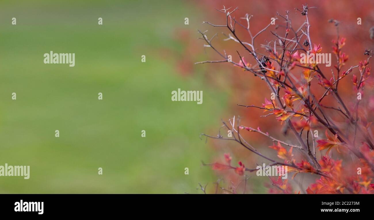 printemps éveil de la nature, un arbuste avec des feuilles rouges Banque D'Images