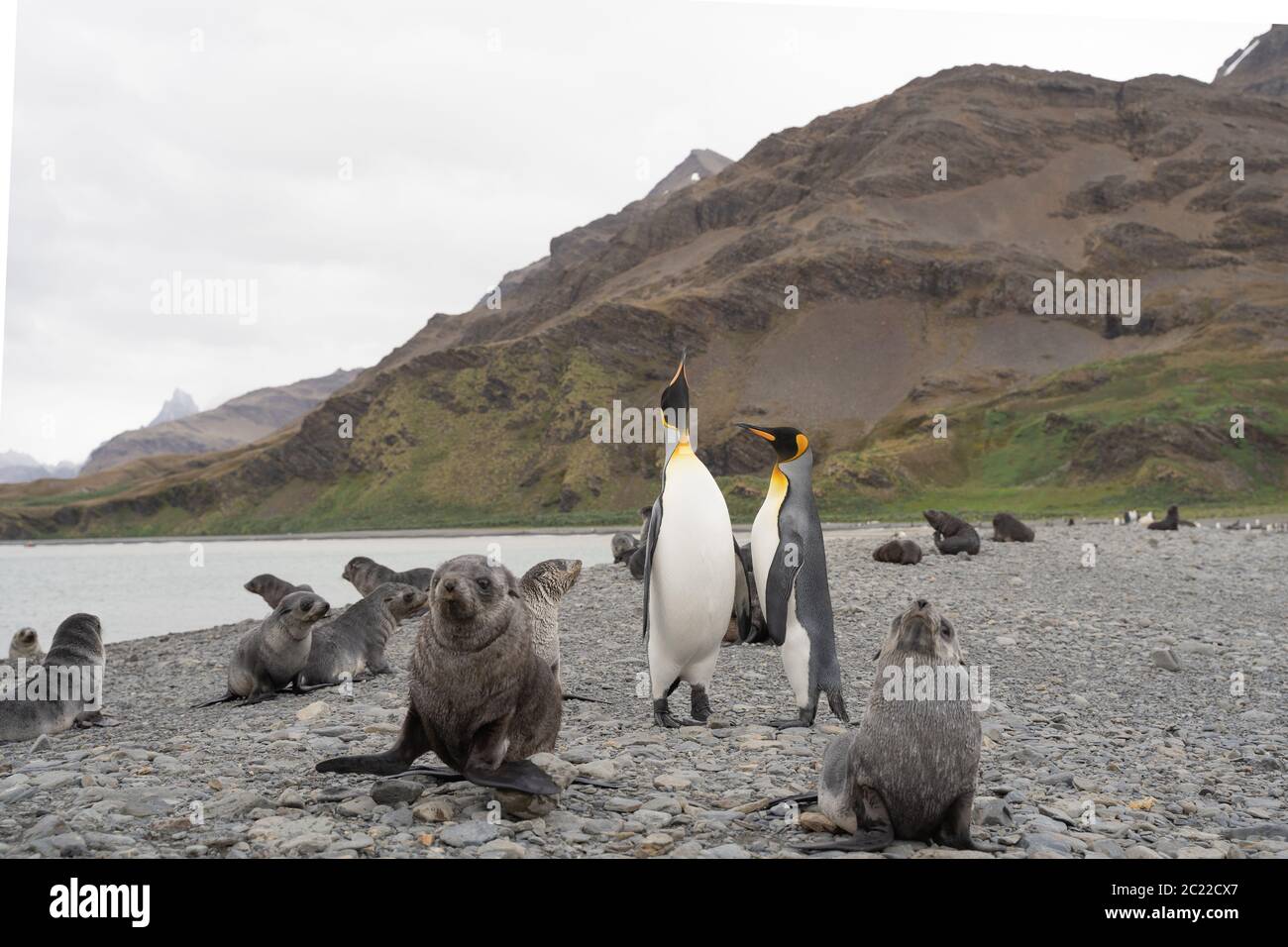Les lions de mer et les manchots royaux de Fortuna Bay, Géorgie du Sud Banque D'Images