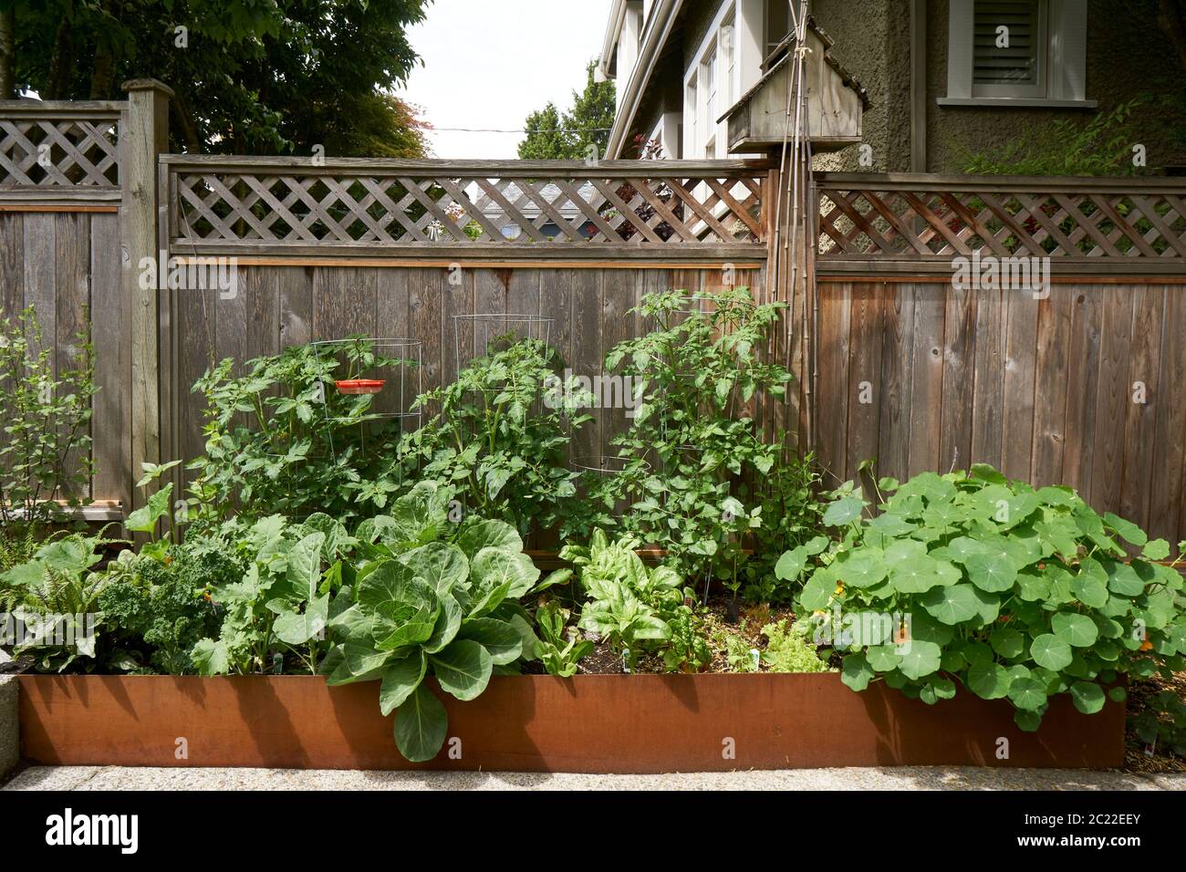 Jardinière de potager biologique de jardin avec une clôture en bois en arrière-plan, Vancouver, C.-B., Canada Banque D'Images