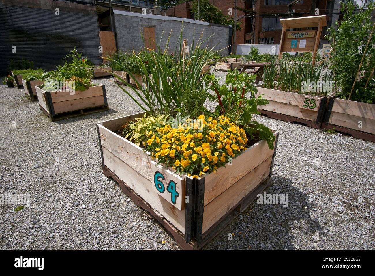 Pansies jaunes brillantes et planteurs en bois numérotés dans un jardin communautaire urbain dans un lot vacant, Vancouver, C.-B., Canada Banque D'Images