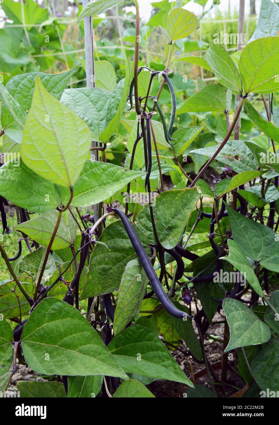Les Haricots nains avec gousses pourpre sombre touffue poussent sur des plantes vertes dans un allotissement jardin Banque D'Images