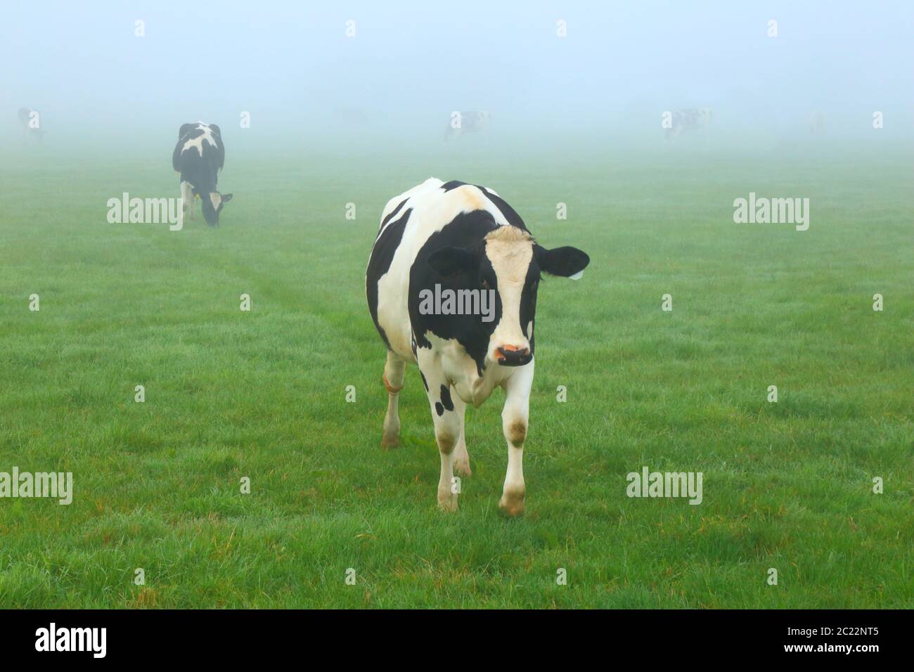 Holstein les vaches de Frise se broutent sur les terres agricoles le matin brumeux dans le Devon de l'est Banque D'Images