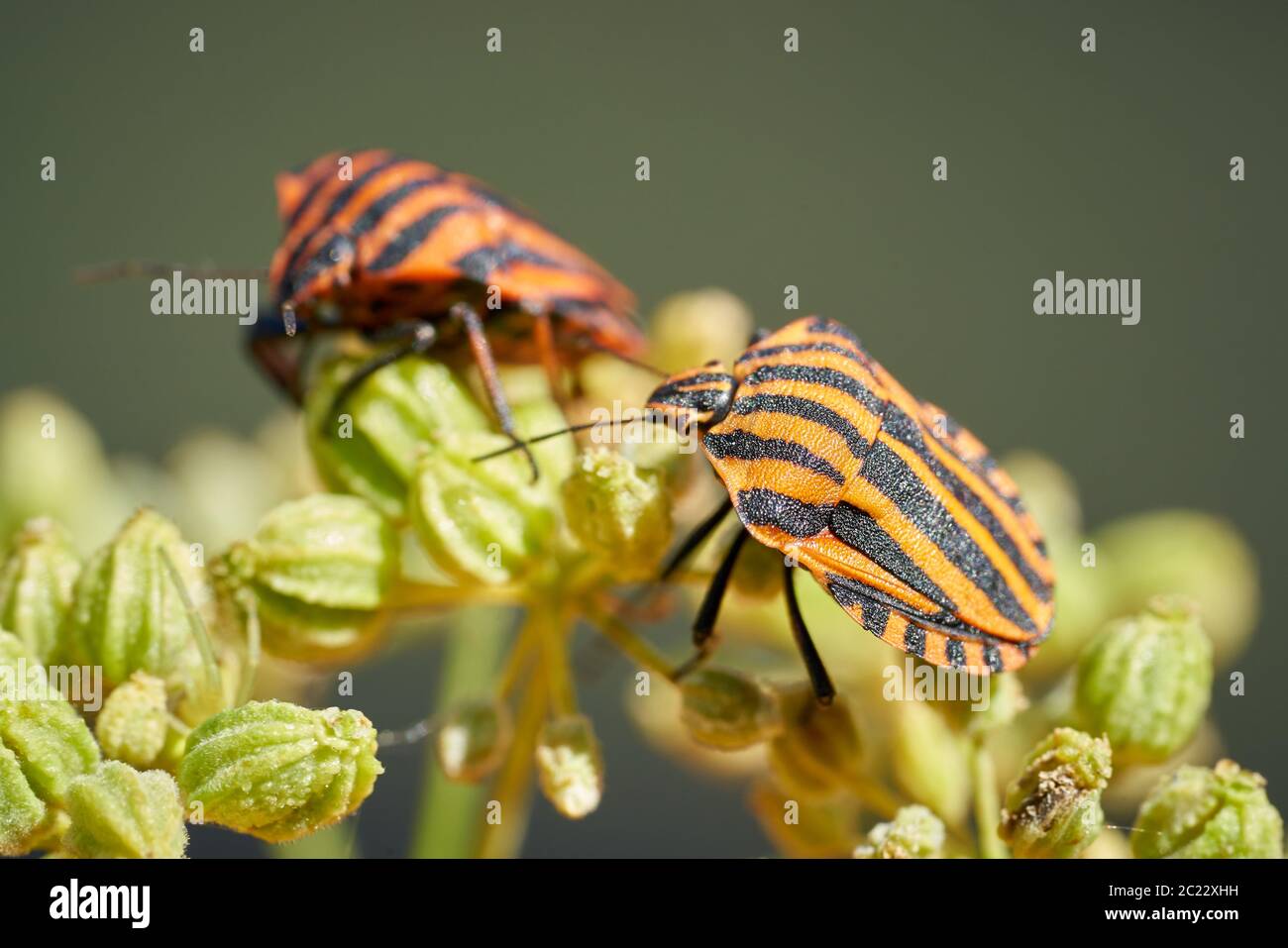 Bugs (Graphosoma lineatum rayé) sur une fleur en été Banque D'Images