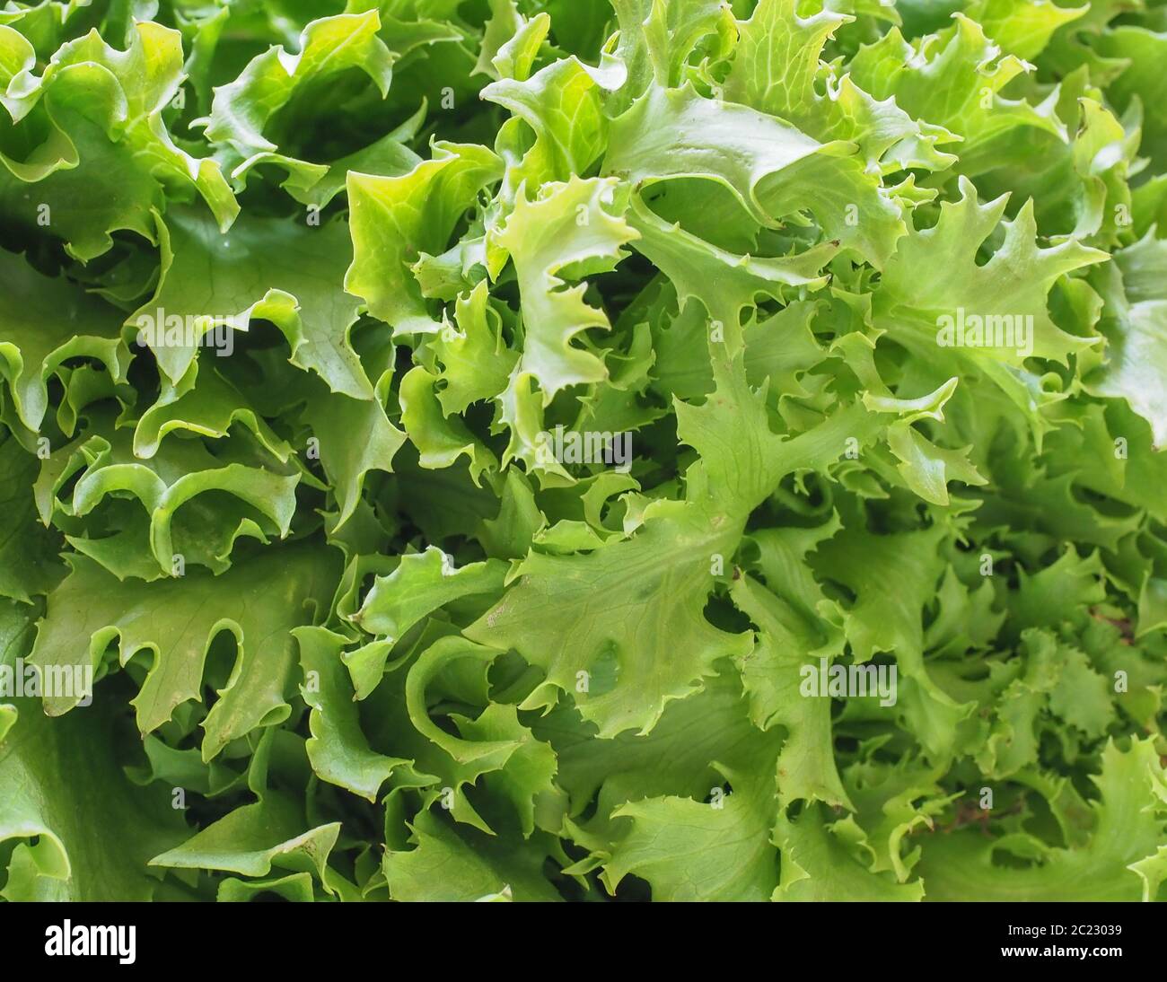 La chicorée frisée (aka Laitue niçoise) feuilles de salade verte utile — free download