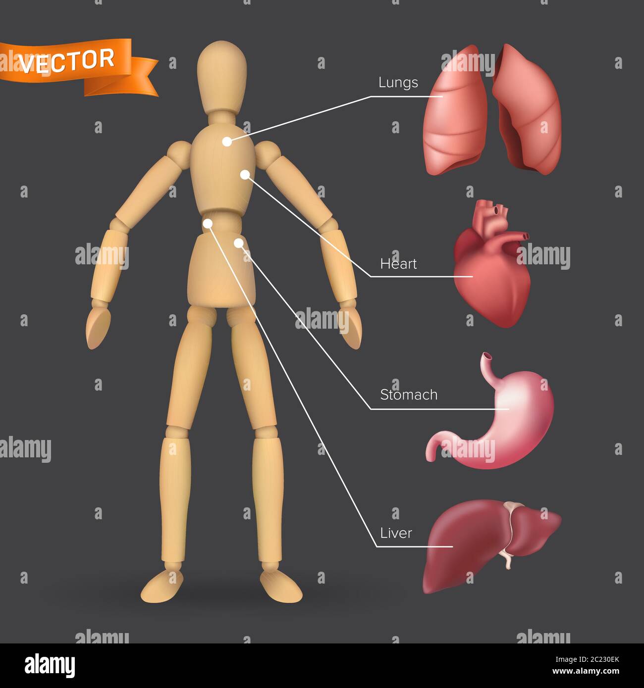 Infographie avec les organes internes humains : cœur, estomac, foie, poumons placés sur une silhouette de mannequin en bois mâle ou femelle. Illustration vectorielle de bo Illustration de Vecteur