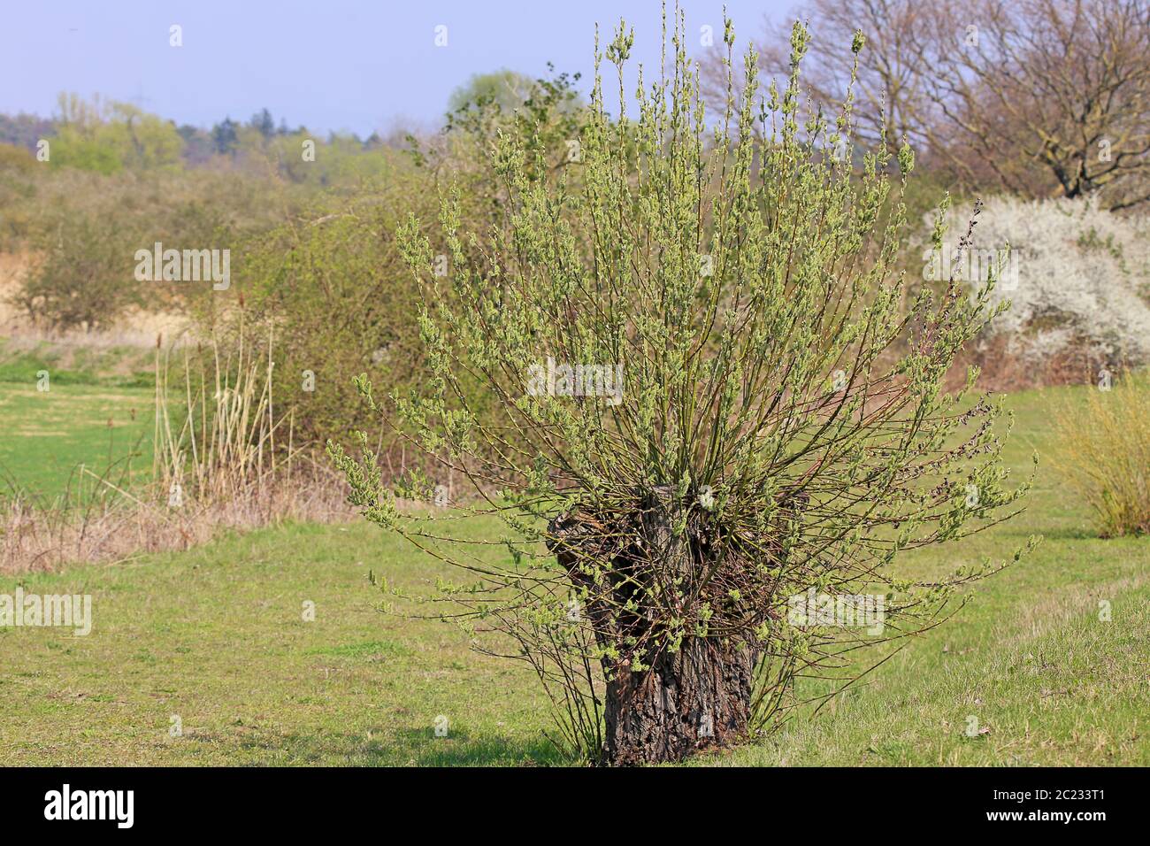Les pâturages de tête fleurissent dans la réserve naturelle de Wagbachnielage près de Waghà¤usel Banque D'Images
