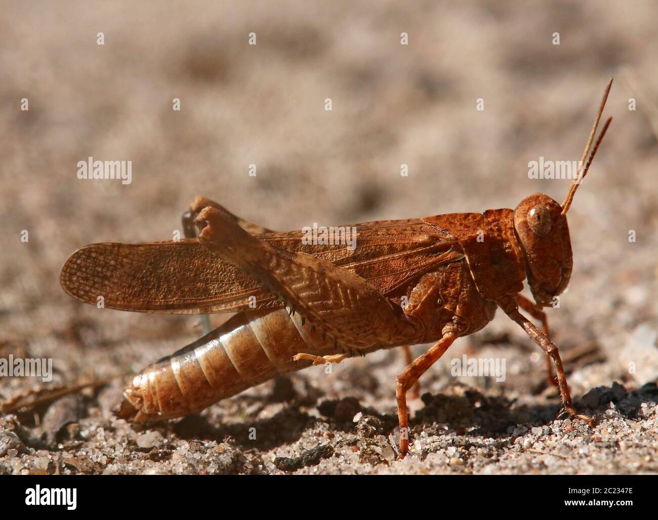 Fright de terre battée à ailes bleues brun rougeâtre Oedipoda caerulescens vom Saugfergbuckel à Walldorf Banque D'Images