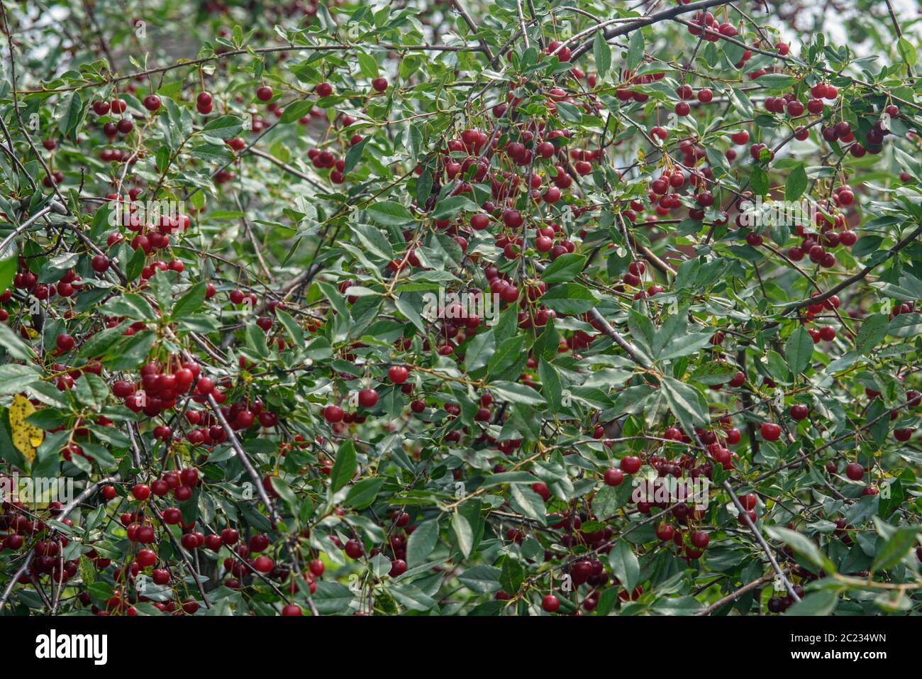 baies mûres de cerise rouge sur un arbre avec des feuilles vertes en été dans le jardin Banque D'Images