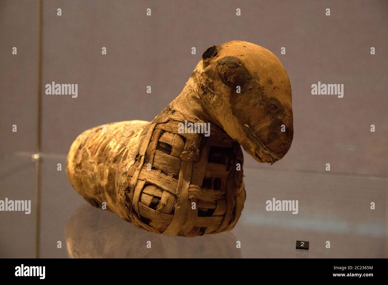 Leiden, pays-Bas 26 JANVIER 2019 : momie d'agneau de l'Égypte ancienne à l'exposition les dieux d'Égypte. Banque D'Images