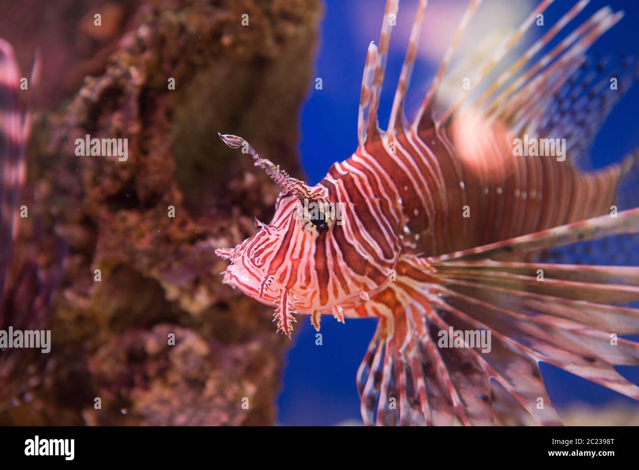 Léonfish-zèbre, ou zèbre, ou lionfish rayé lat. Le Pterois volitans est un poisson du Scorpion f Banque D'Images