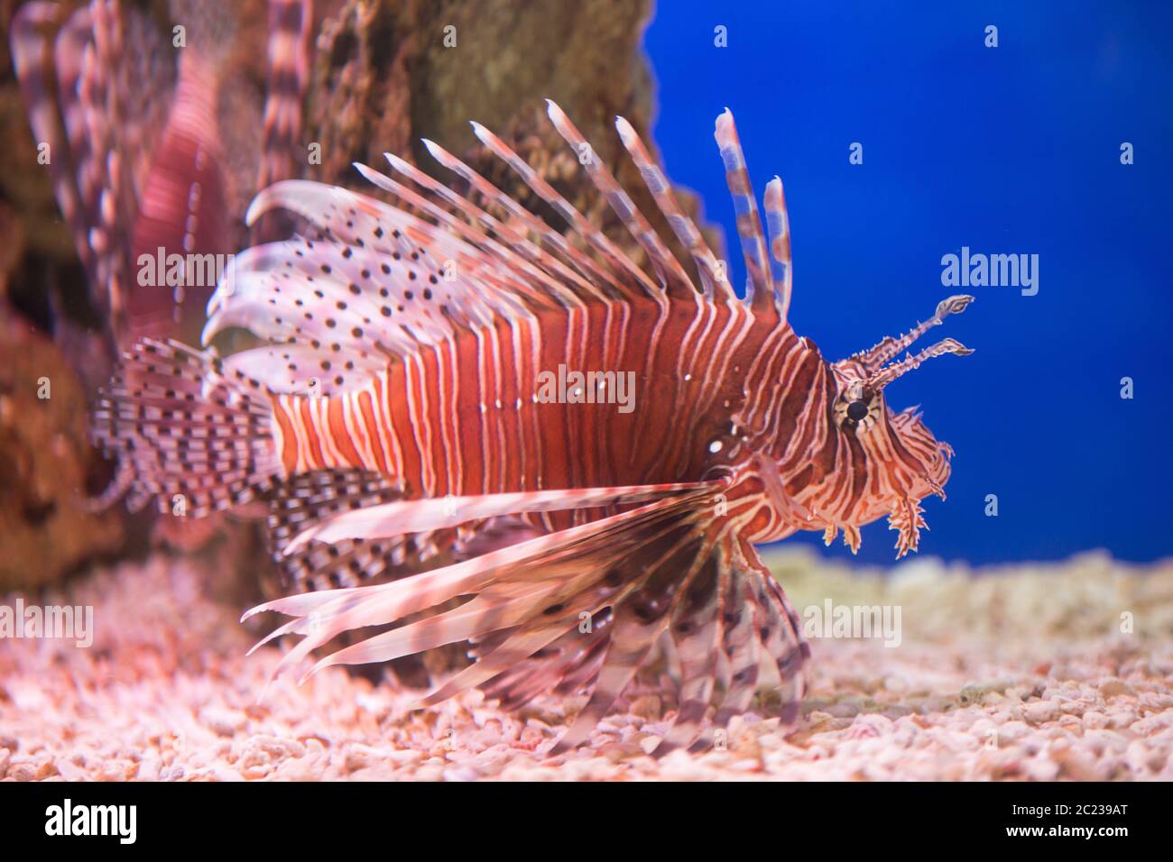 Léonfish-zèbre, ou zèbre, ou lionfish rayé lat. Le Pterois volitans est un poisson du Scorpion f Banque D'Images