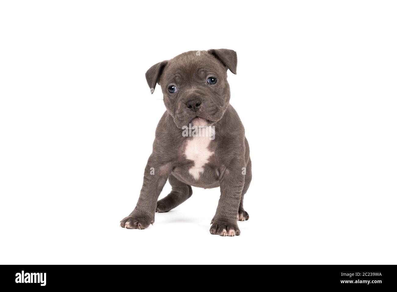 Un pup américain de Bully ou de Bulldog de race pure avec une fourrure bleue et blanche debout regardant la caméra isolée sur un fond blanc Banque D'Images