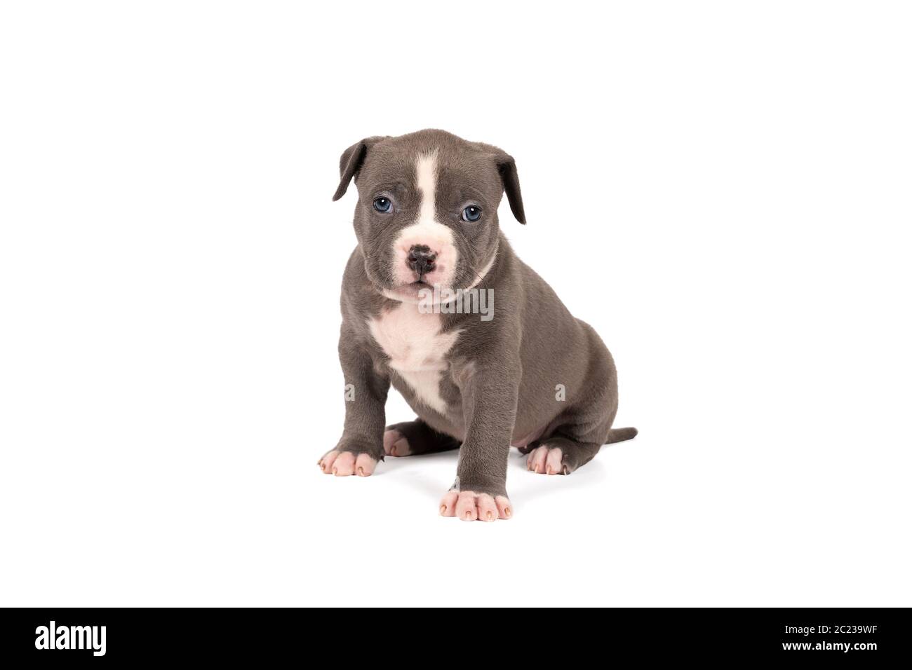 Un petit Bully américain ou Bulldog à fourrure bleue et blanche, qui regarde la caméra isolée sur un fond blanc Banque D'Images