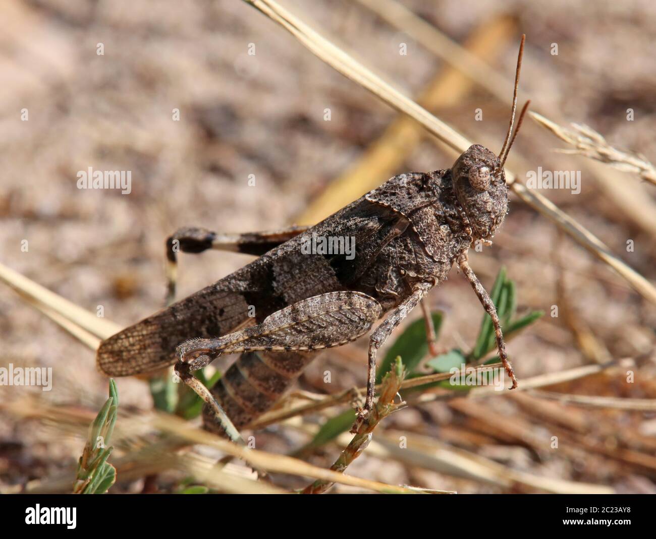 Oedipoda caerulescens, originaire des Saupfergbuckel, à Walldorf, a fait des foins à ailes bleues Banque D'Images