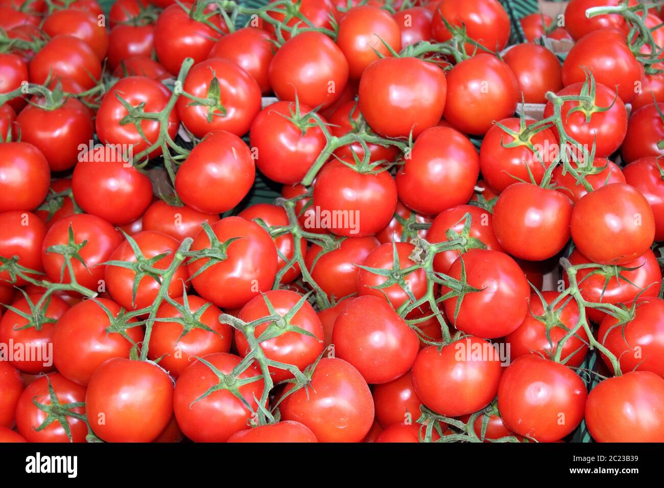 tomates de vigne Banque D'Images
