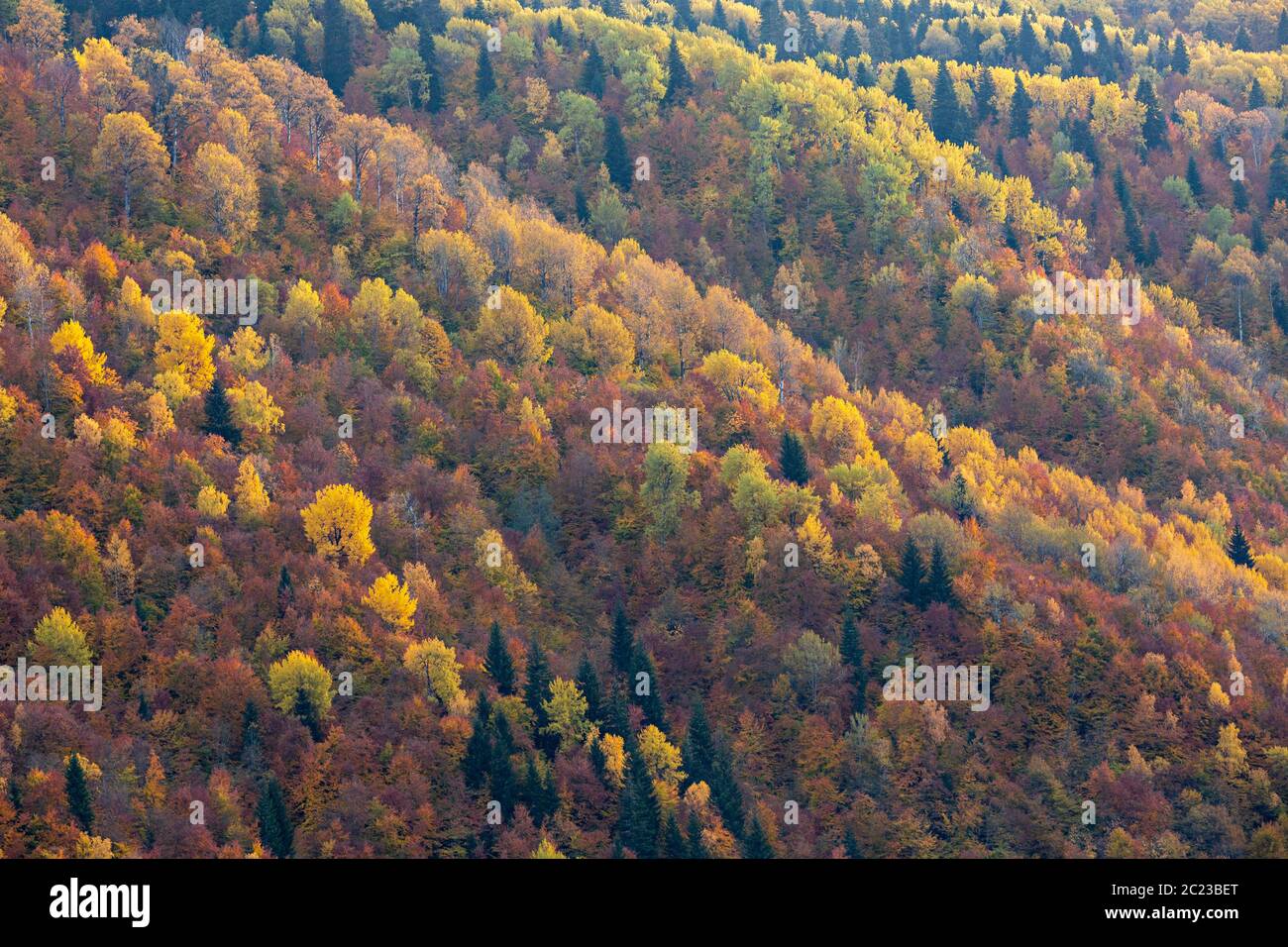 Couleurs d'automne dans les montagnes du Caucase en Géorgie, dans le Caucase Banque D'Images