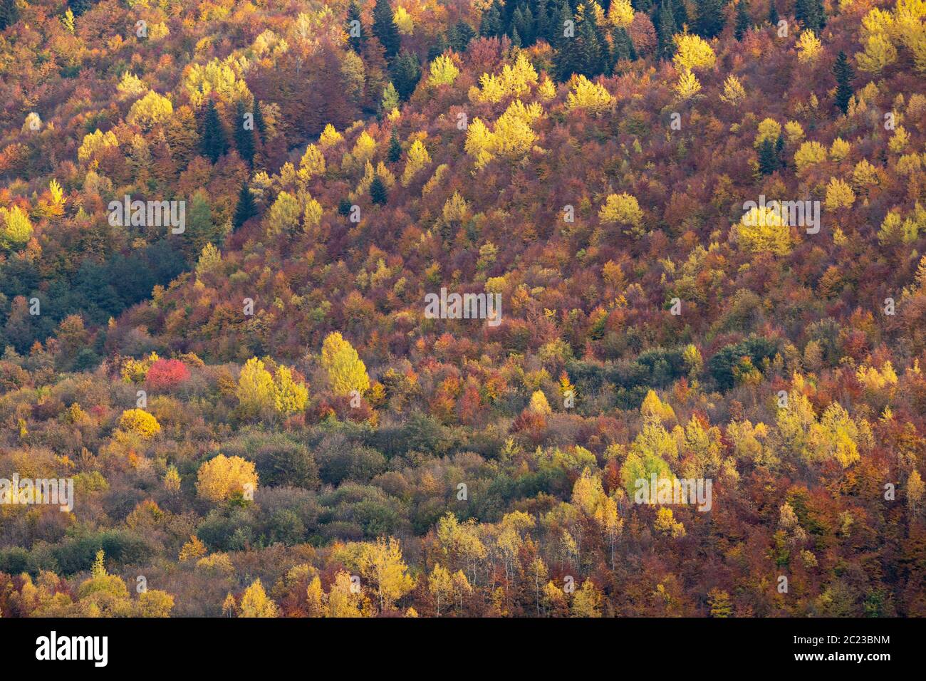 Couleurs d'automne dans les montagnes du Caucase en Géorgie, dans le Caucase Banque D'Images