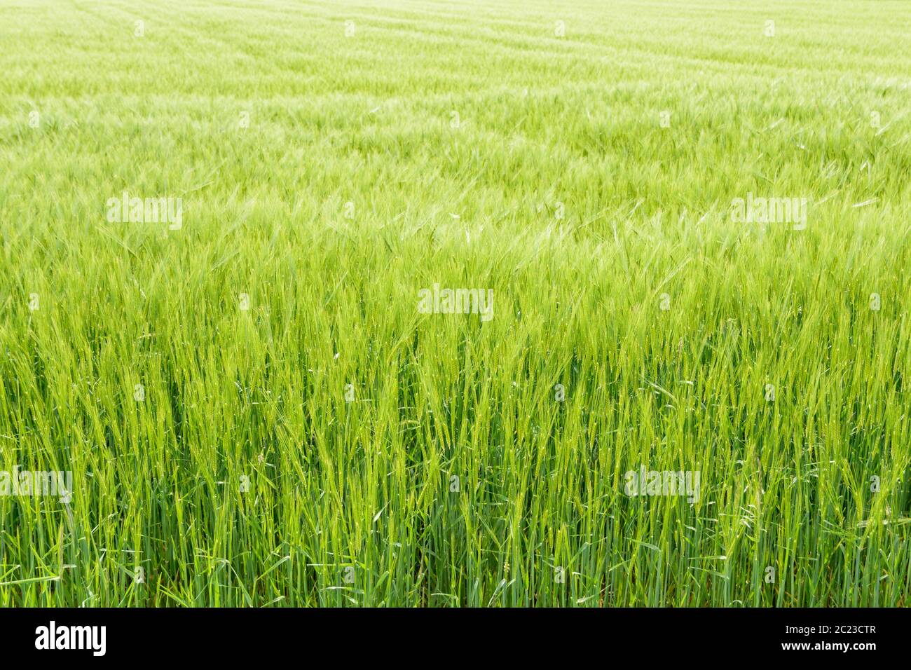 Terrain agricole avec les jeunes de plus en plus sous les épis de céréales de l'été soleil Banque D'Images