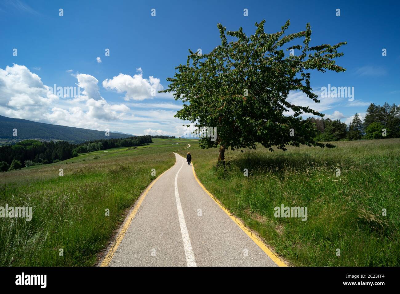 Piste cyclable et piétonne à travers les prairies alpines et les forêts de Val di non, Tyrol du Sud. Italie ; piste cyclable dans la nature Banque D'Images