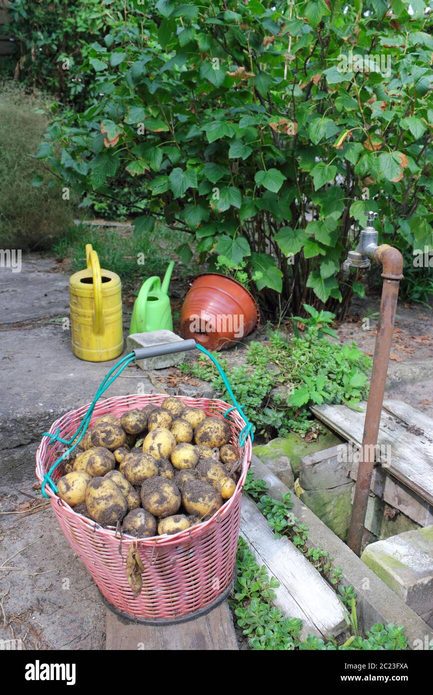 Jardin Nature morte Banque D'Images