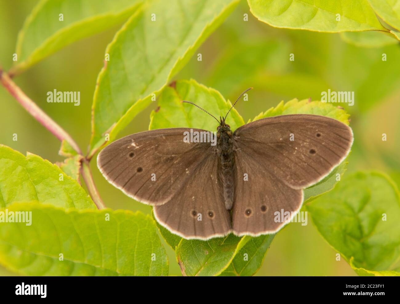 Ringlet Butterfly, perchée sur une feuille dans la campagne britannique Banque D'Images