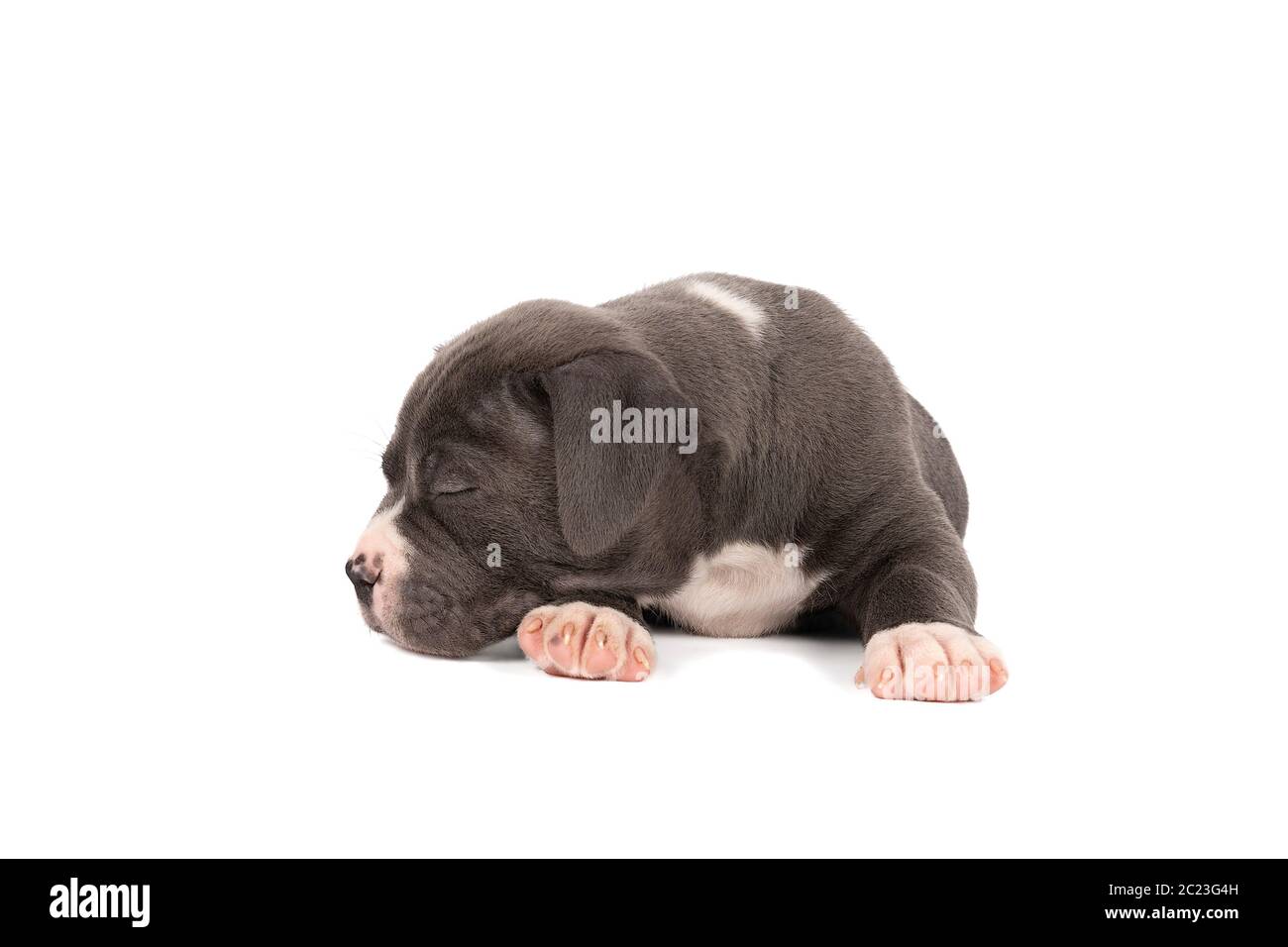 Un pup américain de taureaux ou de Bulldog, à fourrure bleue et blanche couché en terre dormant, isolé sur un fond blanc Banque D'Images